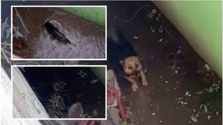 Maltrato animal en Mineral de la Reforma: denuncian posible zoofilia contra perrita