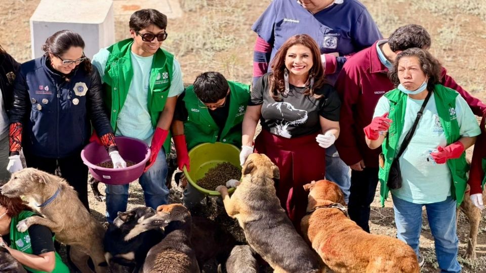 Lla jefa de Gobierno, Clara Brugada, informó que 304 perros fueron instalados en el refugio del Ajusco