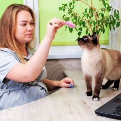 3 errores más comunes al educar a un gato que todo dueño debe evitar