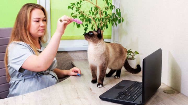 3 errores más comunes al educar a un gato que todo dueño debe evitar