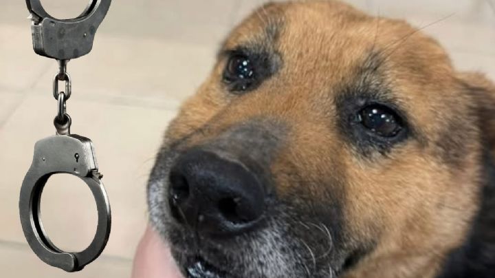 Ejecutan orden de aprehensión contra agresor de perrita en Mineral de la Reforma