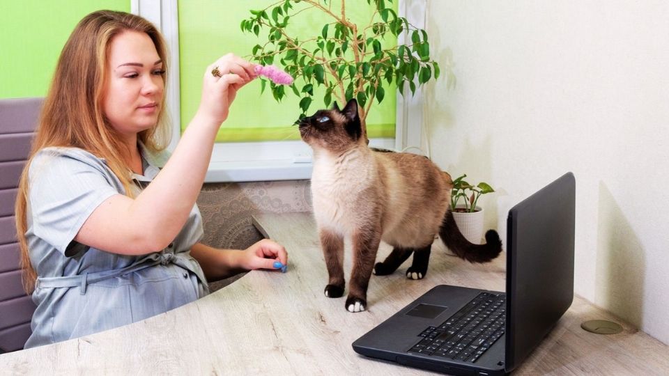 No requieren acompañamiento emocional