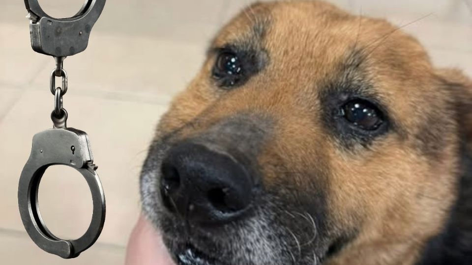 D. L. J. será puesto a disposición de un juez de control para las investigaciones pertinentes