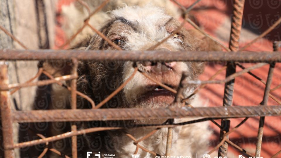 Refugio Franciscano: muertes y hacinamiento según peritajes oficiales