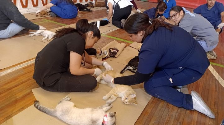 Xochimilco pone la protección animal en el centro de la política pública: más de 30 jornadas y una clínica en camino