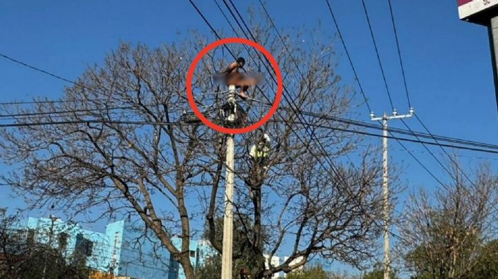 Rescatan a hombre que subió a un poste de luz en Coyoacán