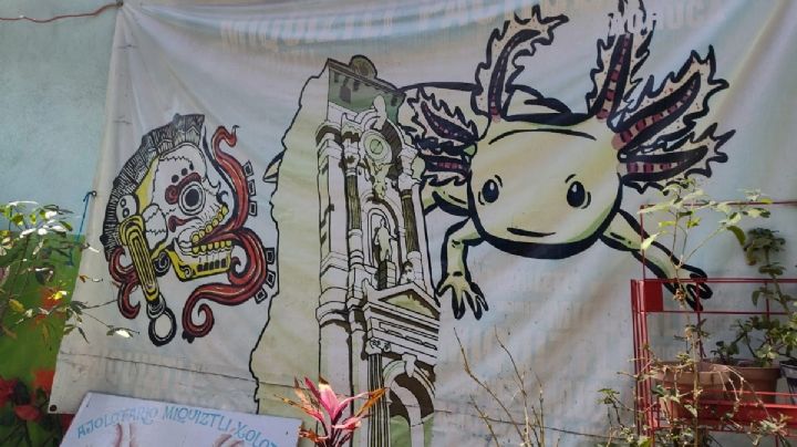 De ícono en el billete de 50 a especie en riesgo: ajolotario en Pachuca resguarda mil 500 ajolotes