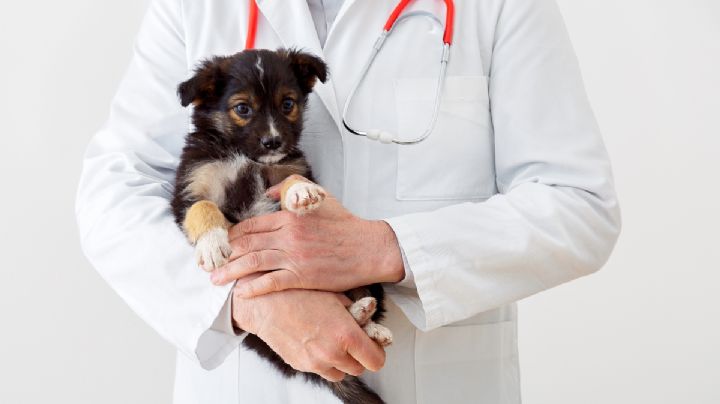 Veterinarios se manifiestan en el Reloj de Pachuca para exigir respeto y seguridad