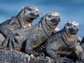 De invasoras a nativas: ADN salva a iguanas de ser exterminadas