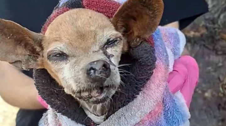 Captan presunto abandono de perrita Chihuahua en Coacalco, Edomex