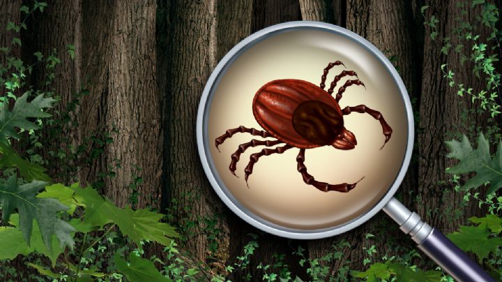 Hidalgo acumula 15 alertas por plagas forestales en febrero