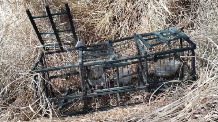 Traficantes de especies ponen trampas en parques públicos para cazar pájaros y reptiles