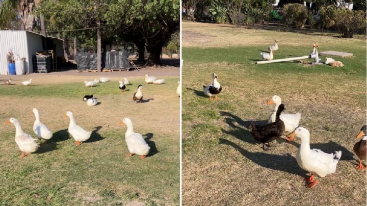 Gente abandona 44 patos mascota en parque Xochipilli de Celaya