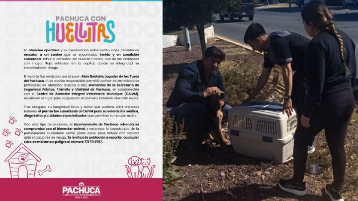 ¡Rescate! Jugador de los Tuzos reporta a perrito herido en bulevar Colosio de Pachuca