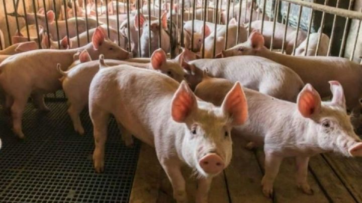 Cataluña alerta a la OMS de un caso humano de gripe porcina