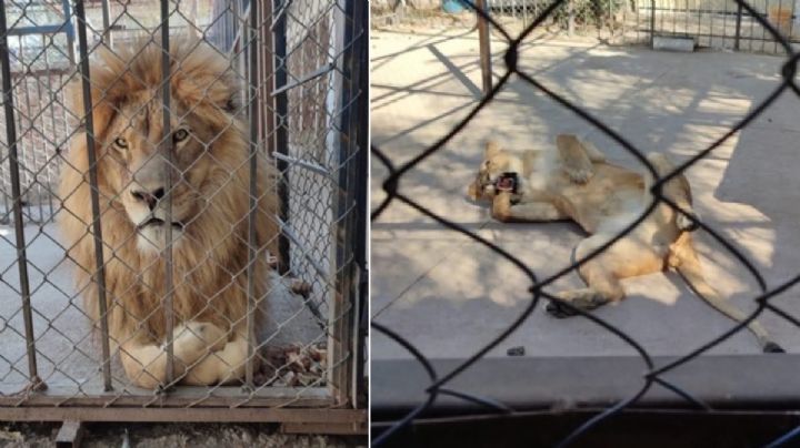 Aseguran dos leones africanos en una jaula casera en Celaya