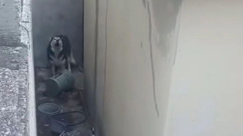 El caso ocurrió el día de ayer en el fraccionamiento Real de Oriente, donde el usuario que hizo la denuncia en redes capturó en escena a un perro talla mediana maullando.