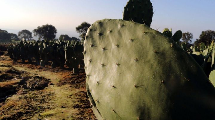 Profesoras de la Universidad de Guanajuato crean aplicación Escudo Verde