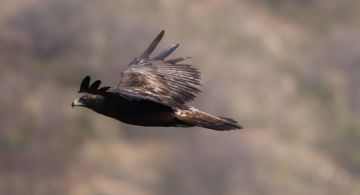 El Águila Real en peligro de desaparecer en Guanajuato: se enfrenta a diferentes problemas