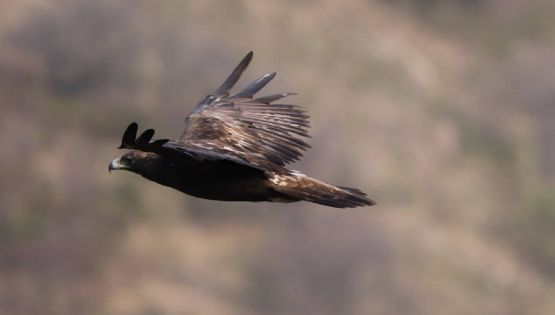 El Águila Real en peligro de desaparecer en Guanajuato: se enfrenta a diferentes problemas