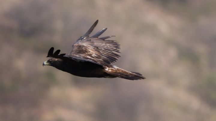 El Águila Real en peligro de desaparecer en Guanajuato: se enfrenta a diferentes problemas