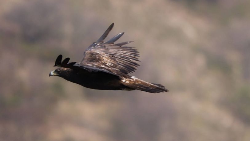El Águila Real en peligro de desaparecer en Guanajuato: se enfrenta a diferentes problemas
