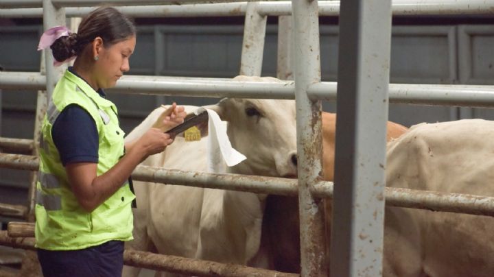 Gusano barrenador llega a Hidalgo; hay nueve casos en estos municipios