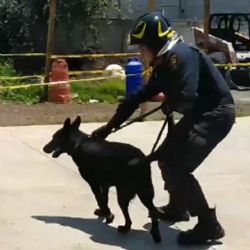 Él es Togo, perro rescatista que ayudó a encontrar personas en el derrumbe de Tlalpan