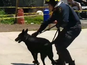 Él es Togo, perro rescatista que ayudó a encontrar personas en el derrumbe de Tlalpan