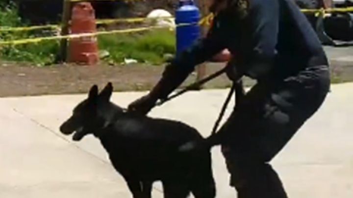 Él es Togo, perro rescatista que ayudó a encontrar personas en el derrumbe de Tlalpan