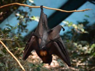 Mosquitos "médicos": la inesperada alianza que protege a los murciélagos