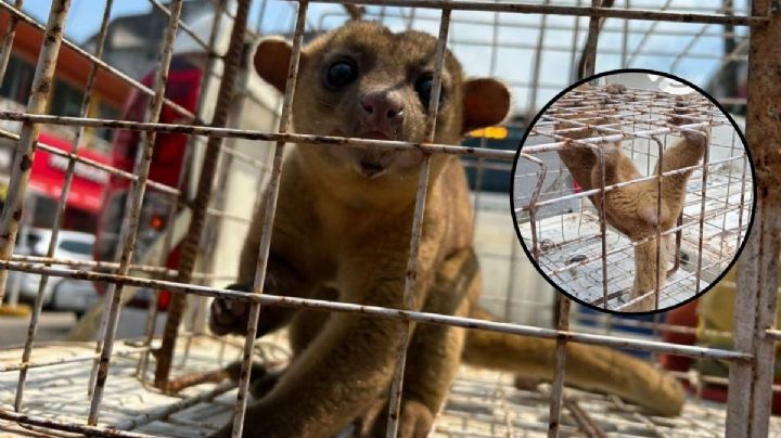 ¿Qué es la martucha, animal que rescataron de vivienda en Minatitlán?