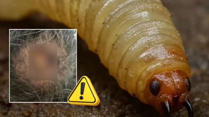 Gusano barrenador en humanos en Veracruz: estas son las personas que más fácil pueden contraerlo