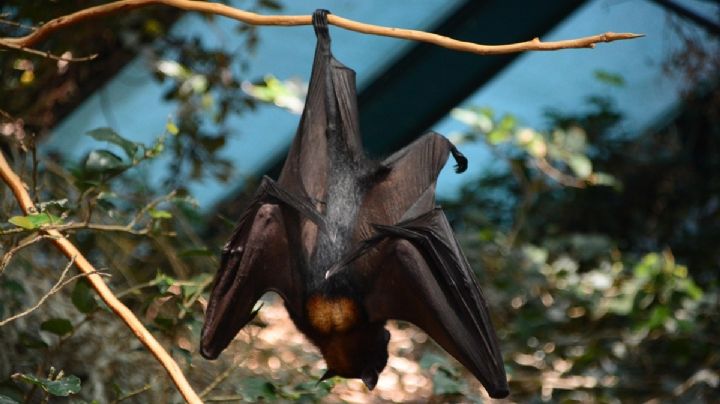 Mosquitos "médicos": la inesperada alianza que protege a los murciélagos
