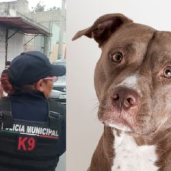 K9 de Pachuca interviene en caso de maltrato animal en San Cayetano