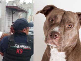 Rescatan a perrito tras denuncia ciudadana en San Cayetano