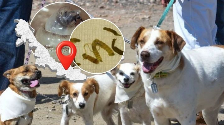 Los 25 municipios de Veracruz con perros con gusano barrenador; es 1° lugar nacional