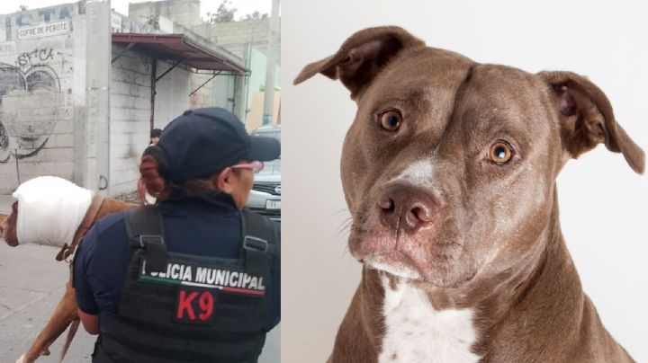 K9 de Pachuca interviene en caso de maltrato animal en San Cayetano