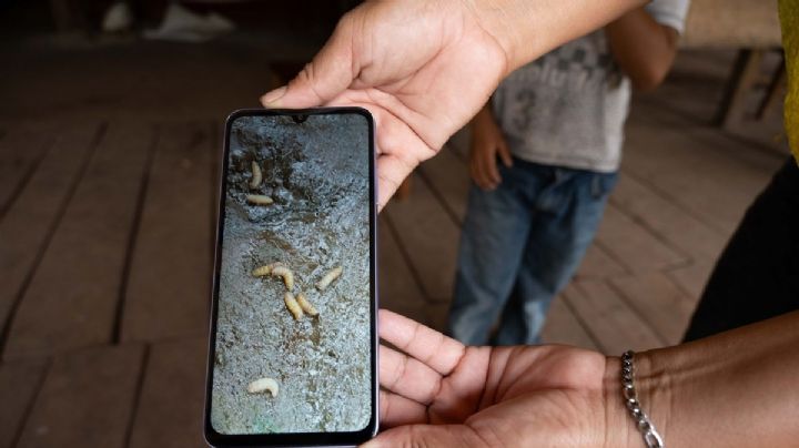 Puebla registra su primer caso humano de gusano barrenador en adulto mayor