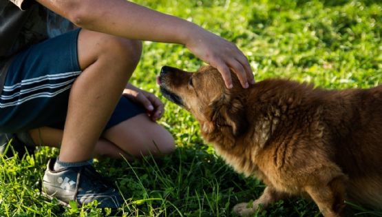 ¿Cómo le afecta la primavera a tus perros? Así puedes cuidarlos