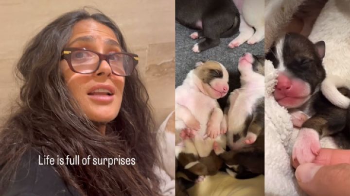 Chachalacas, la perrita que rescató Salma Hayek en Veracruz, tuvo 10 cachorros; así puedes adoptarlos