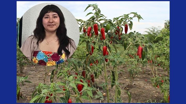 Chile seco representa un sistema biocultural: UV