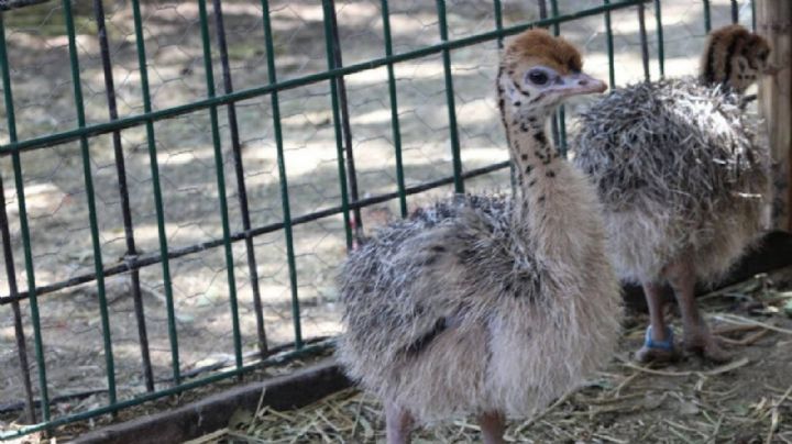 Pese a todo: nacen cuatro crías de avestruz en el Zoológico de León