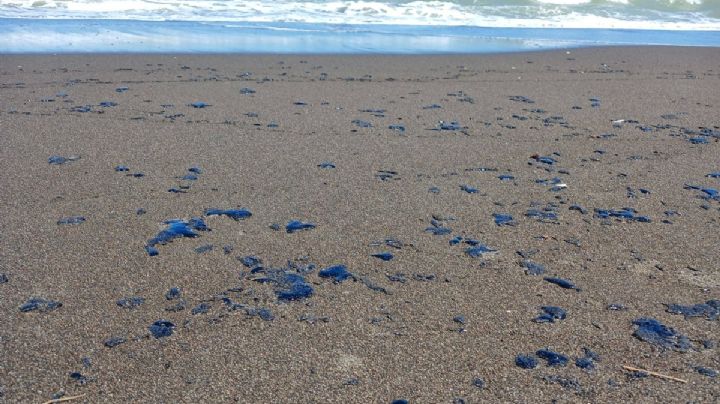 Manchas de hidrocarburo alcanzan playas del norte de Veracruz; Nautla suspende pesca