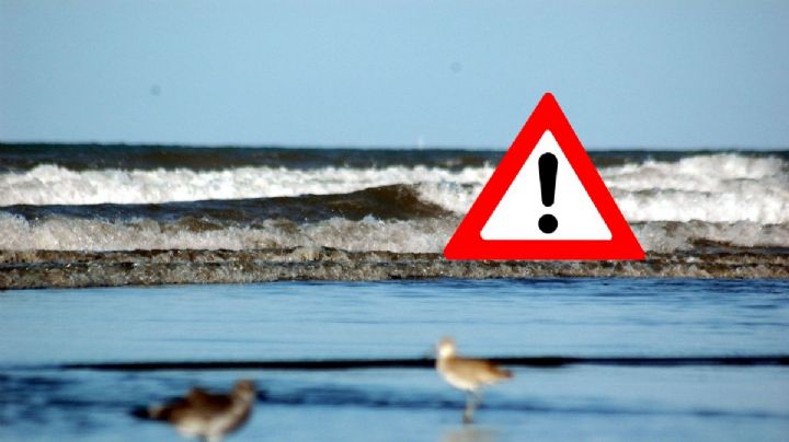 Hallan a delfín muerto y sin cola en playa entre Alvarado y Boca del Río