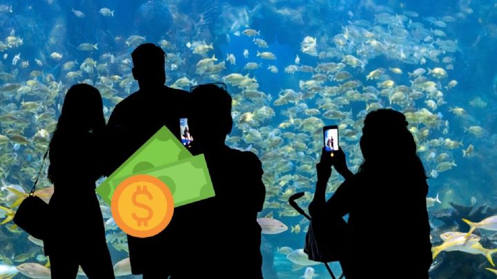 Este es el día de descuento en el Aquarium de Veracruz para estudiantes