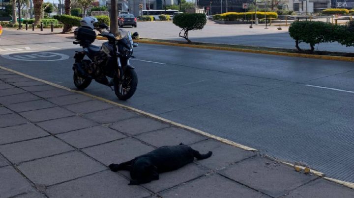 Atropellaron a perrita embarazada; ni Centro de Control, ni Hospital Veterinario respondieron