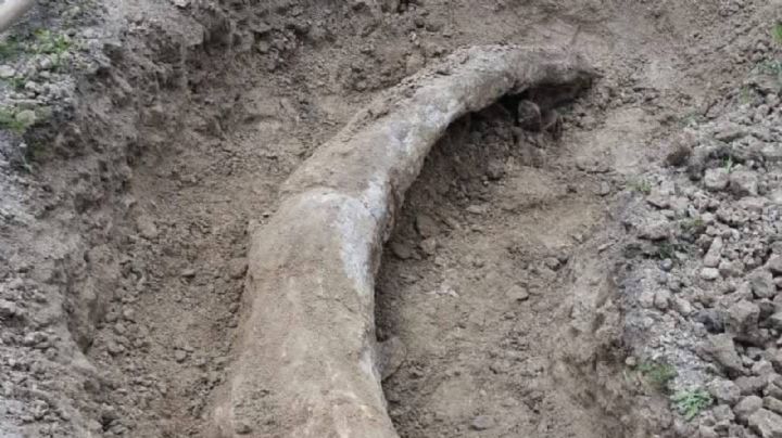 Encontraron un gigantesco colmillo de mamut en Acámbaro, el INAH no tiene dinero para restaurarlo