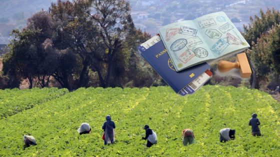 Trump amplía visas agrícolas H-2A, pero reduce hasta 32% los salarios