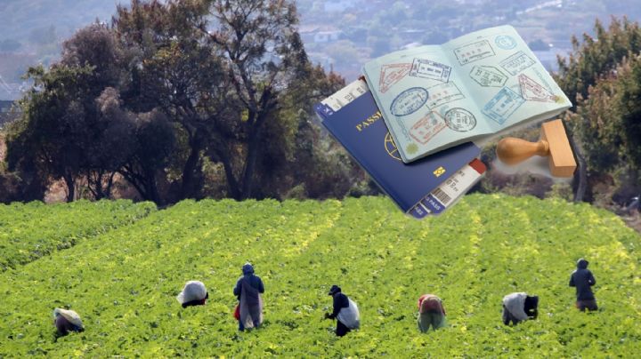 Trump amplía visas agrícolas H-2A, pero reduce hasta 32% los salarios